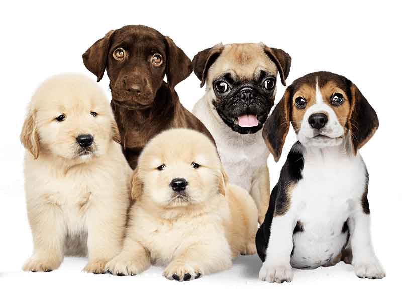 Intriquip - Puppy Family